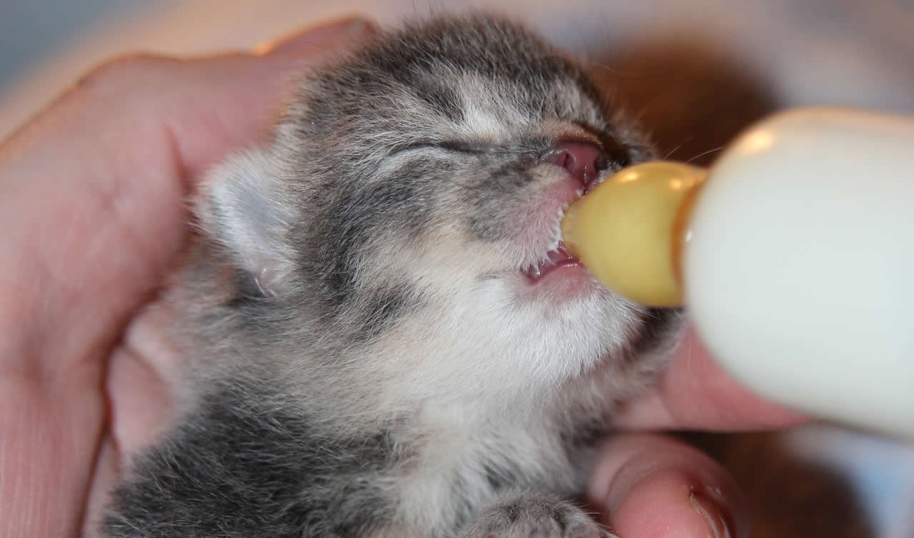 kittens found skip