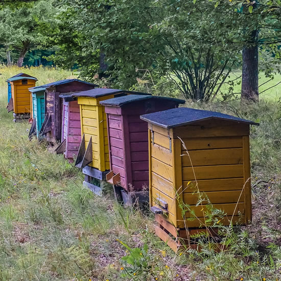 Modern wooden beehive
