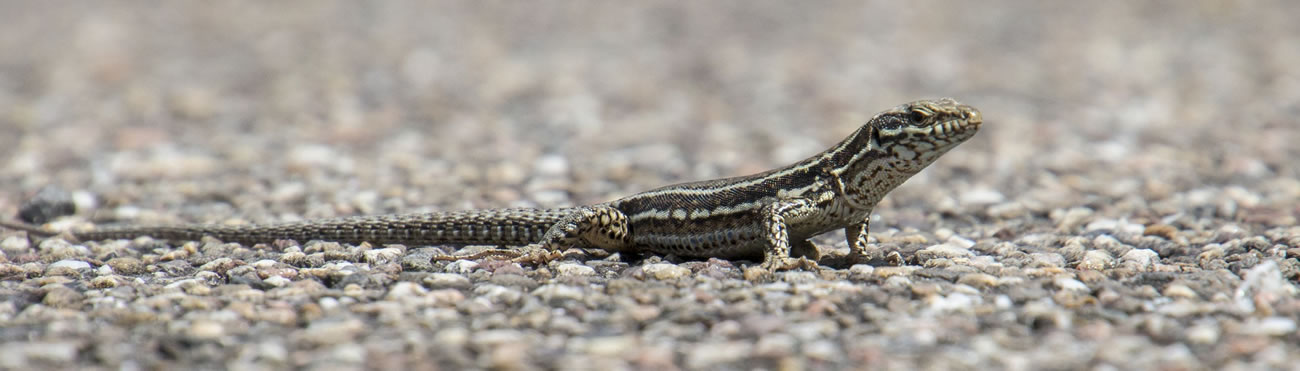 Wall Lizard spotters needed in Sussex