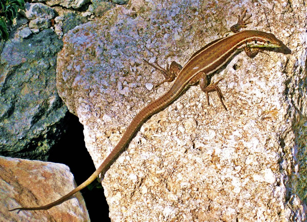 What to look for when spotting wall lizards