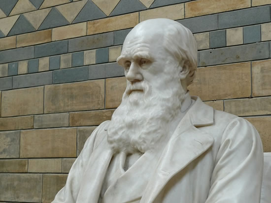 Charles Darwin Sculptor - Theory of Evolution