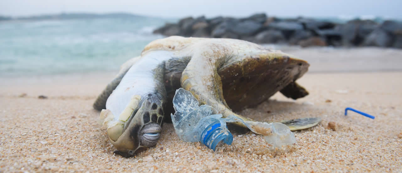 Turtle stranded on a beach