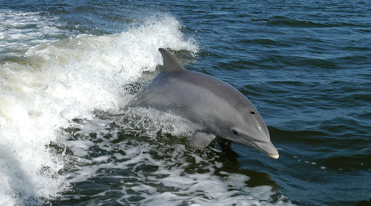 Bottlenose dolphins spotted in East Sussex