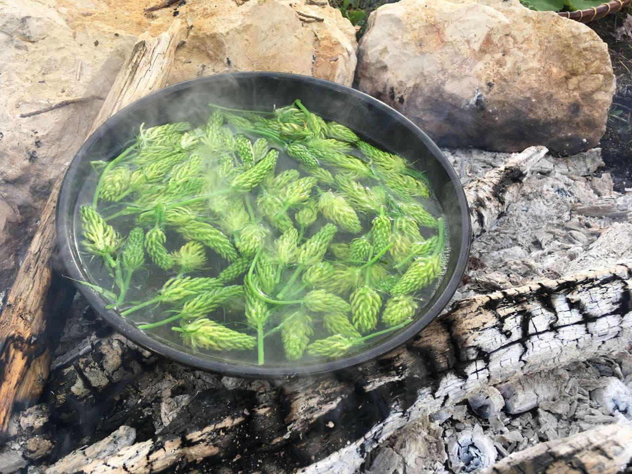 phyteuma spicata spiked rampion flowers cooking