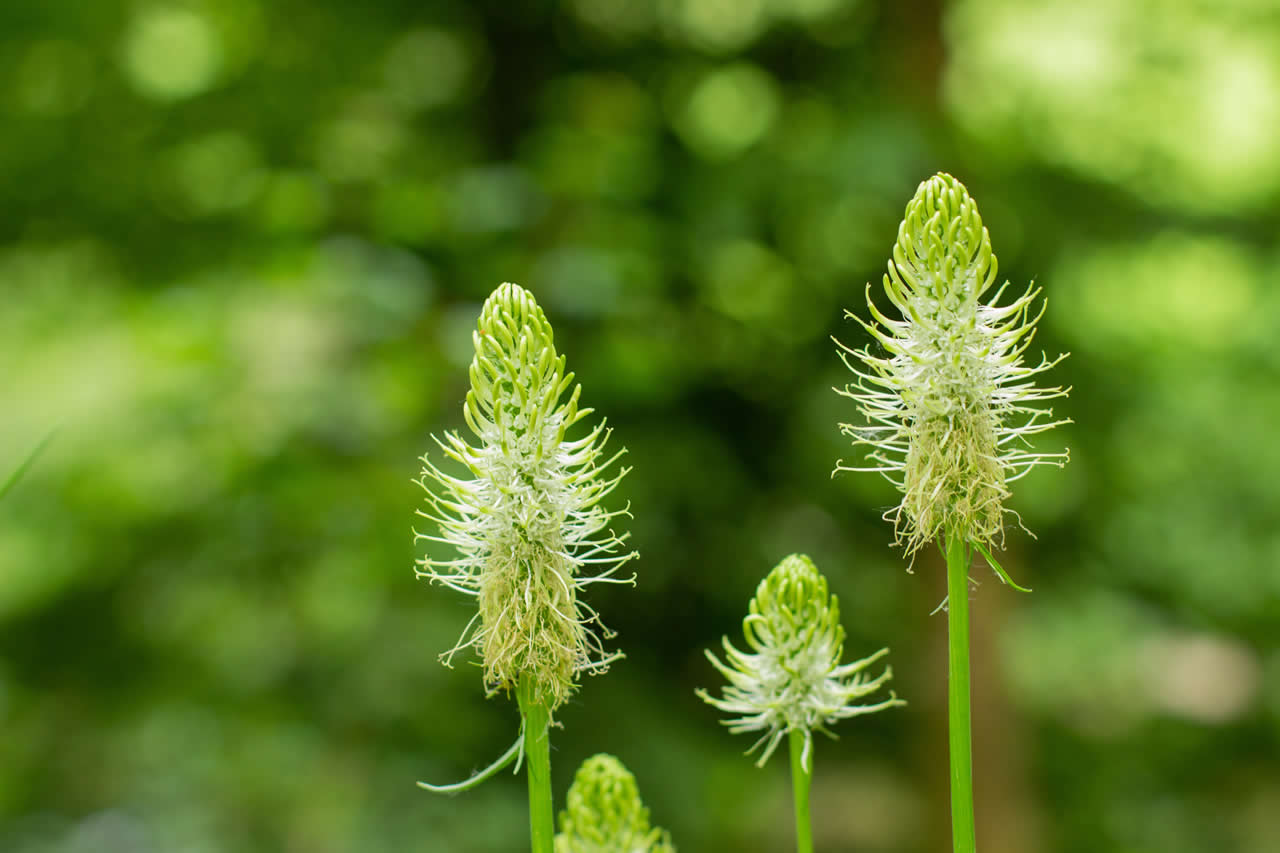Spiked rampion flowers in East Sussex