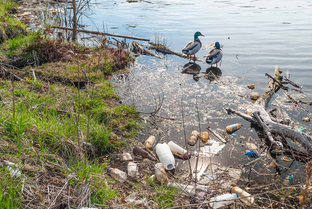 Ducks in a polluted river