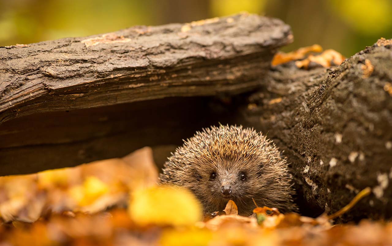 hedgehog bonfire safety
