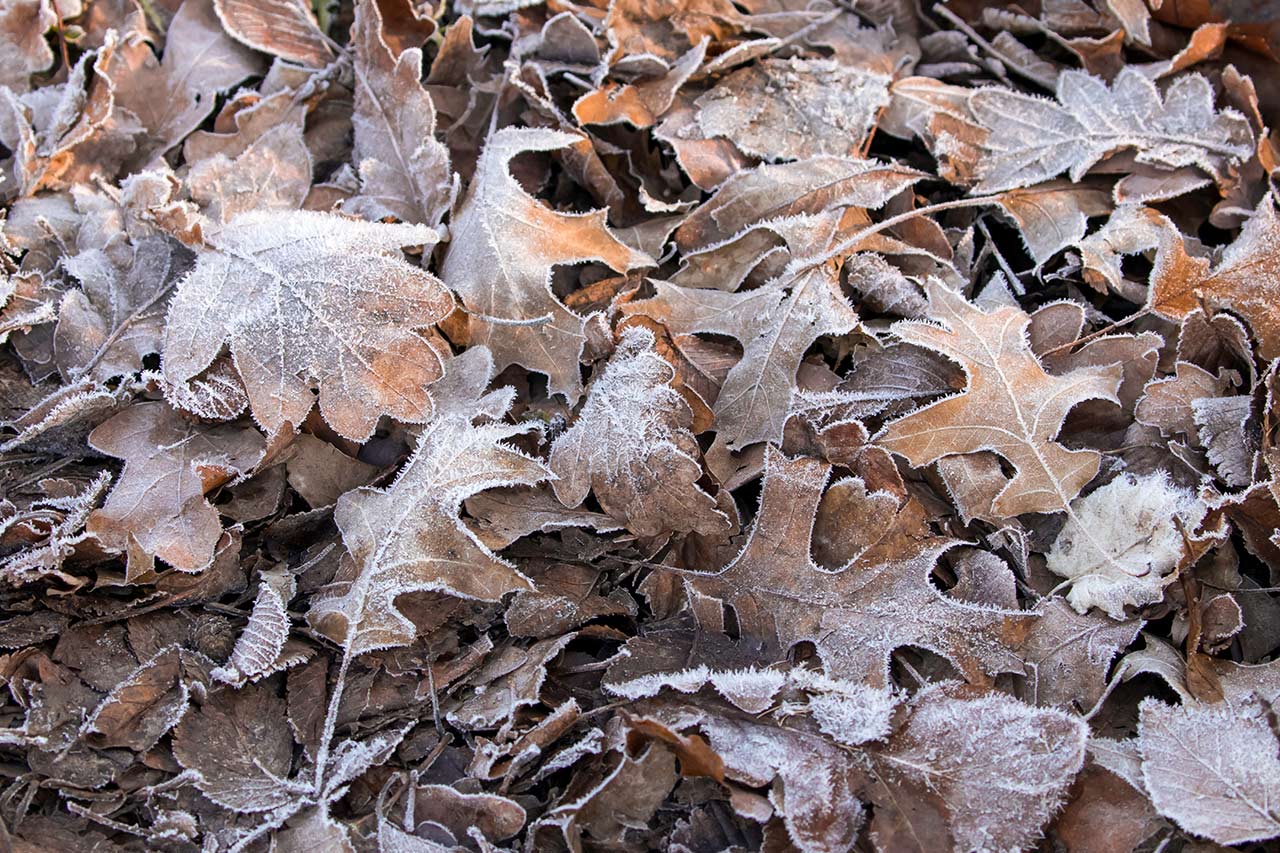 Clear up the garden before winter arrives