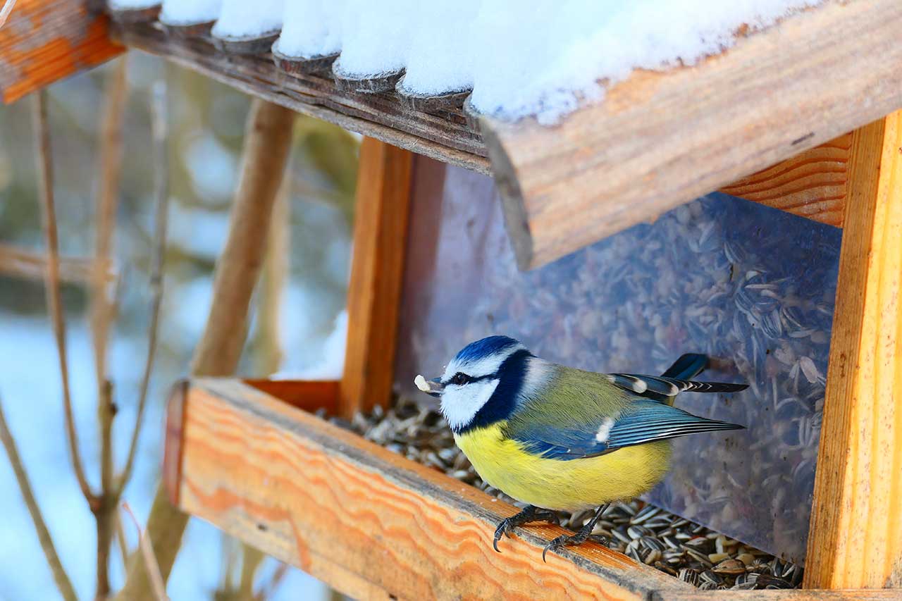 blue tit sussex